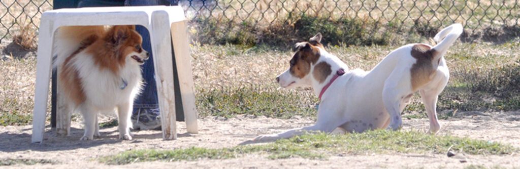 One of these dogs is looking to play, the other is declining the invitation.