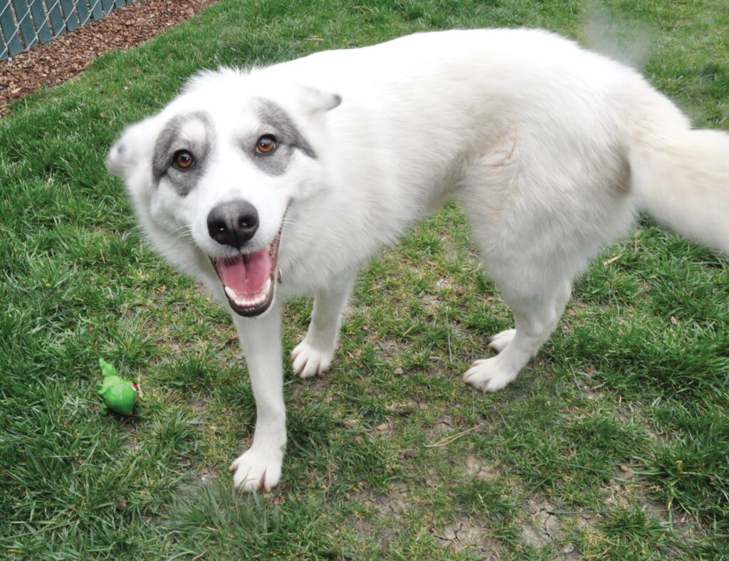 This dog's body language suggests that she is eager to make friends with a submissive display.