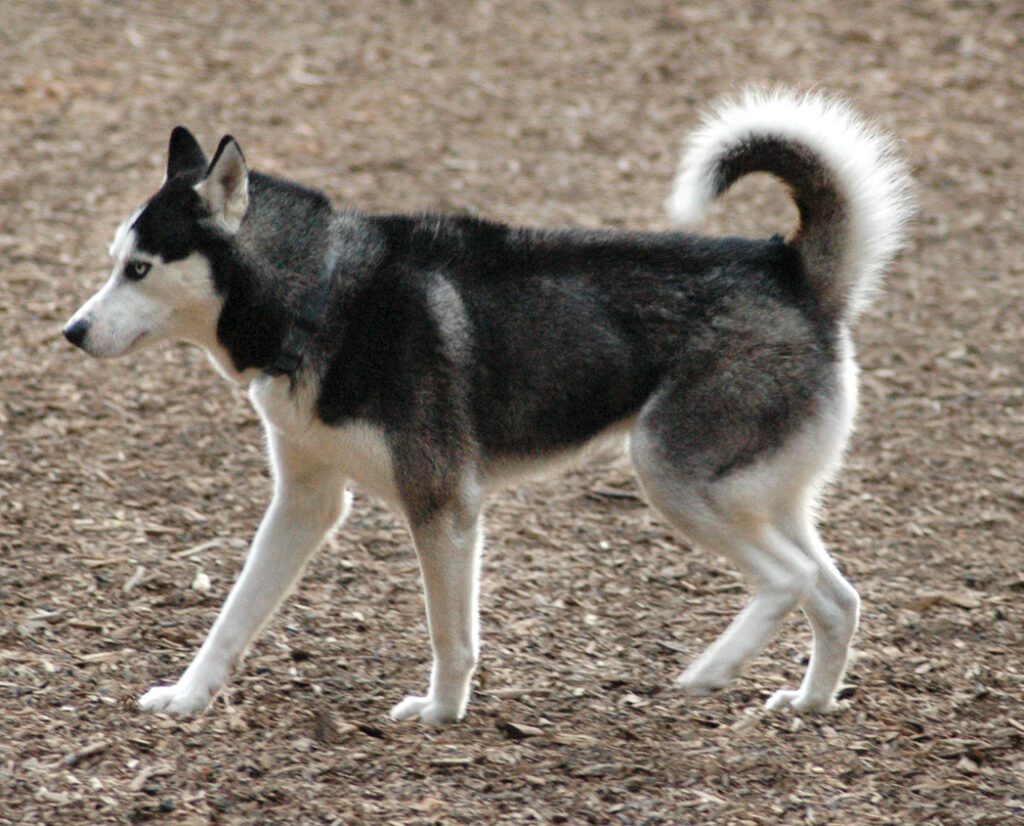 Canine body language can also be breed specific, as this Husky dog's tail being raised is just a part of how the breed carries itself.