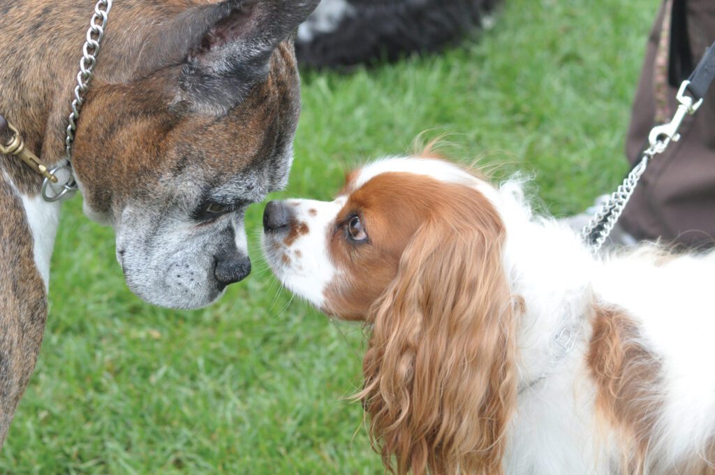 This spaniels body language, the intense stare, indicates that it is alert and looking for trouble.