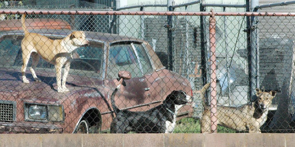 The canine body language of these two dogs suggest that they are alert and ready to respond to an intruder aggressively.