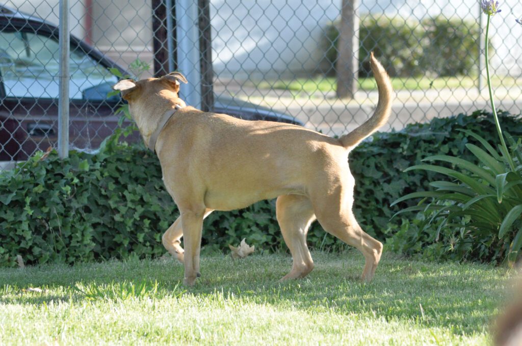 Canine body language like an erect tail means the dog is excited, possibly due to happiness or alert to danger.