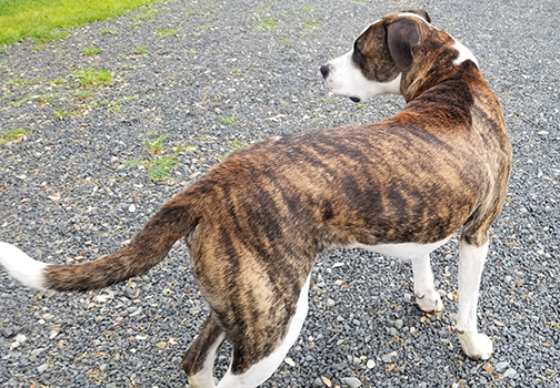 This dog's hackles are raised suggesting that it is wary but not yet aroused to anger.