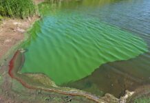 Pond Scum – Watch Out! Pond scum and other algae can be toxic o dogs.