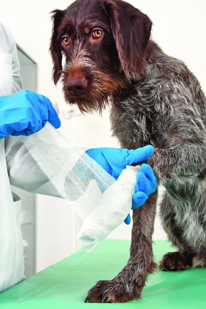p1c8ikm9k11lom5i4q6bpkq1mgu6 A cut dog paw requires medical treatment.