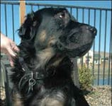 A dog who licks excessively might be dealing with a stress problem that can be addressed with behavior modification.