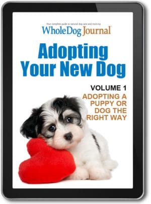 Adopting Your New Dog: Adopting a Puppy or Dog the Right Way