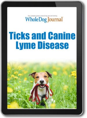 Ticks And Canine Lyme Disease