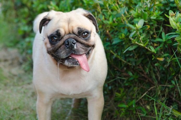 p1cq6fv1ec1g3f15ck1lhi11bt130n6 dog with runny nose