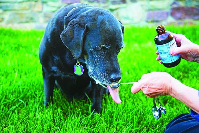 p1alabtmvi1ps4ak1shf162jf7 Vitamin d for dogs can improve your dog's bone health, and other organ systems.