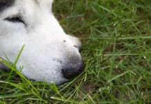 Dog Life Expectancy After Heartworm Treatment Heartworms transmitted by mosquitos can dramatically lessen a dog's lifespan.