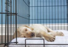 Crate Training a Puppy Crate training a puppy provides the puppy with a safe secure space of their own.