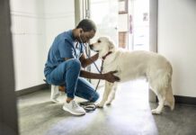 Pimobendan for Dogs Pimobendan for dogs helps the heart pump blood more efficiently.