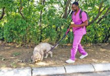 Signs and Treatment of Congestive Heart Failure in Dogs Knowing the signs of heart failure in dogs can lead to a better prognosis for an aging dog.