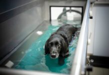 Hydrotherapy for dogs can help them build strength while recovering from injuries or illness.