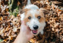 Why Do Dogs Wink? Dog winks and blinks can be used to communicate with your dog.