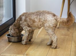 Homemade dog food toppers and other homemade dog food can provide a nutritional AND cognitive boost for your dog.