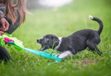 When To Start Training a Puppy Immediately after they arrive home is when to start training a puppy.