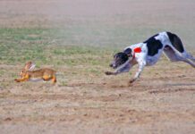 A raw diet for dogs is notionally more nutritious, but it can have risks.