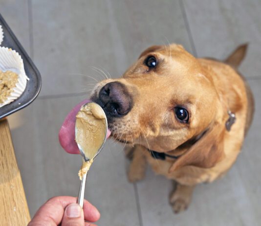 The best peanut butter for dogs is the kind that doesn't contain xylitol or any additional sweeteners.