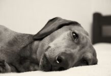 Signs your dog is in pain can be subtle and include fatigue, pacing, and aversion to touch.