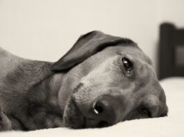 Signs your dog is in pain can be subtle and include fatigue, pacing, and aversion to touch.