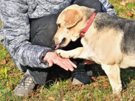 Knuckling in dogs is a neurological disorder that causes a dog to walk on their knuckles