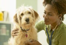 How often should you take your dog to the vet? Once or twice a year for routine checkups is the minimum for a healthy dog.
