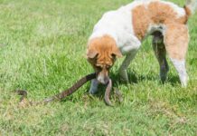 A snake bite of a dog can indicate the need for immediate medical attention.