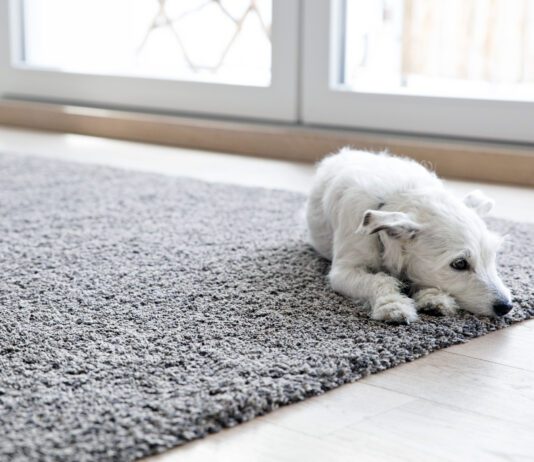 Anemia in dogs can cause fatigue and a lack of desire to play.