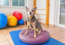 Exercise for dogs is just as important as it is for humans it can improve their balance and overall conditioning level.