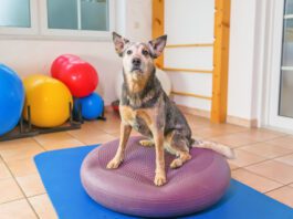 Exercise for dogs is just as important as it is for humans it can improve their balance and overall conditioning level.