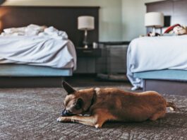 Do bed bugs bite dogs? Yes they will bite pets the same as their people.