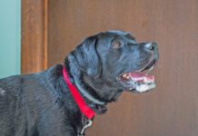 A dog foaming at the mouth isn't always rabid. A dog can foam at the mouth for many reasons.