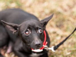 Can Dogs Have Panic Attacks? Dogs can have panic attacks, or at least sudden fear episodes that are very similar.