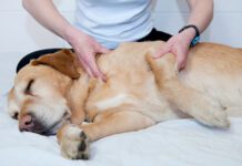Joint pain relief in dogs take multiple forms like massage, supplements, and injections of medication.