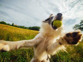 Could My Dog Have ADHD? A dog with a tennis ball leaping playfully up. Leaping continuously is an obssessive behavior that is similar to ADHD in dogs.