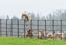 Temporary Fences for Dogs Not all temporary fencing for dogs can keep dogs restrained as this dog climbing over a fence demonstrates.