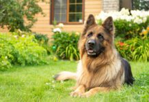 Pet-Friendly Weed Killers Pet safe weed killer can keep your yard looking great while keeping your dog safe.