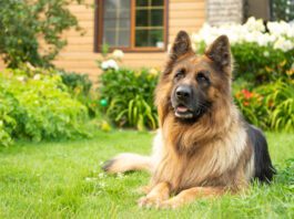 Pet safe weed killer can keep your yard looking great while keeping your dog safe.