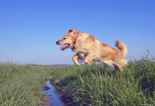 Why do dogs have tails? Their tails help them with balance, mobility, and communication.