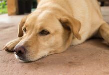 Symptoms and Treatment of Dog Respiratory Illnesses A golden retriever type dog feeling under the weather from a dog respiratory illness.