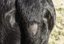 Stud Tail In Dogs A bald spot near the base of the tail due to stud tail.