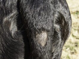 A bald spot near the base of the tail due to stud tail.