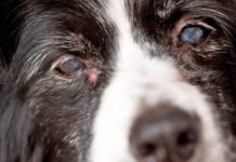 Adenoma or sebaceous cysts on dogs are largely harmless is unsightly bumps on your dog's skin.