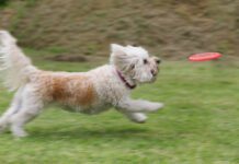 Laser pointer syndrome in dogs is an unhealthy behavior that can be trigged by playing with a laser pointer.