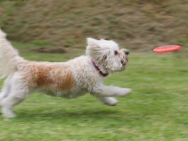 Laser Pointer Syndrome in Dogs Laser pointer syndrome in dogs is an unhealthy behavior that can be trigged by playing with a laser pointer.