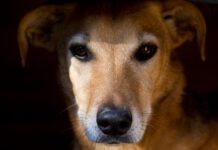 Increasingly it seems that dogs can suffer PTSD after trauma like humans.