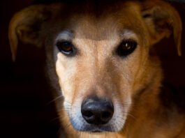 Increasingly it seems that dogs can suffer PTSD after trauma like humans.