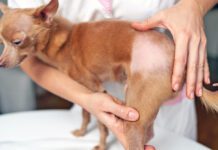 If your dog is showing skin, ear, or other problems a dog allergy test might be helpful.